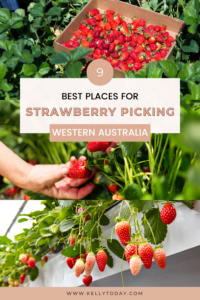 9 Best Places To Go Strawberry Picking In Perth Kelly Today