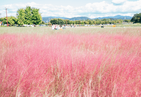 Pink Muhly Grass in Gyeongju South Korea