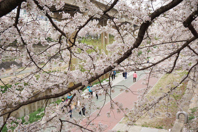 Sakura Tree: The Best Guide! When, Where, and Why? - TokyoTreat Blog