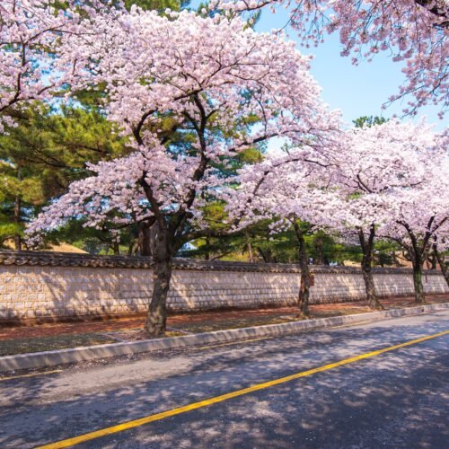 Spring in South Korea in 2024, Gyeongju Cherry Blossom Spots