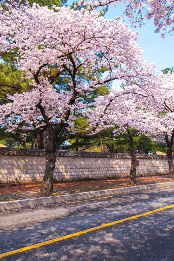 Spring in South Korea 2024: Where to See the Cherry Blossoms in Korea