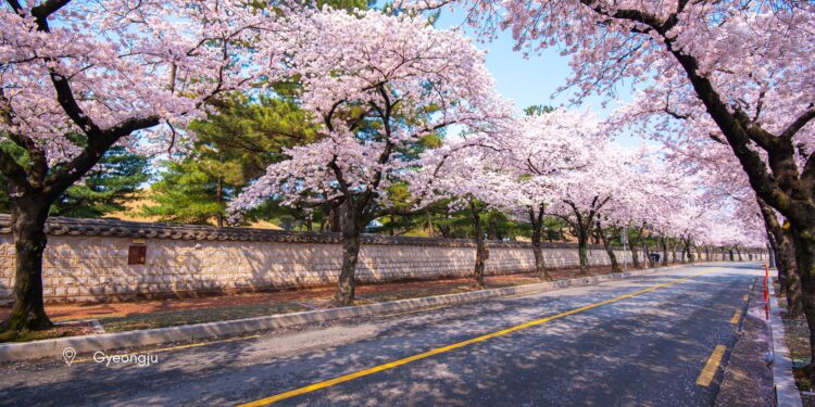 Spring in South Korea in 2024, Gyeongju Cherry Blossom Spots