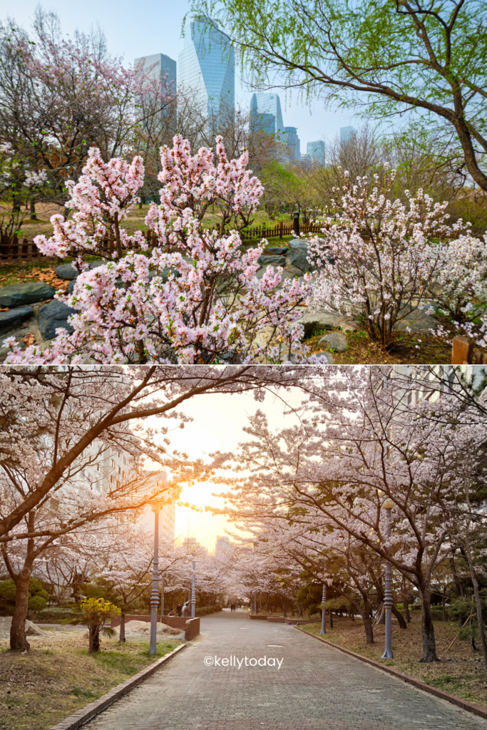 Spring in South Korea 2024: Where to See the Cherry Blossoms in Korea