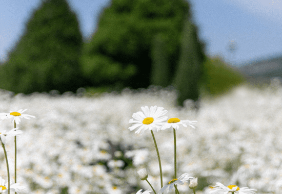 20 Best Things to Do on Ganghwado Island