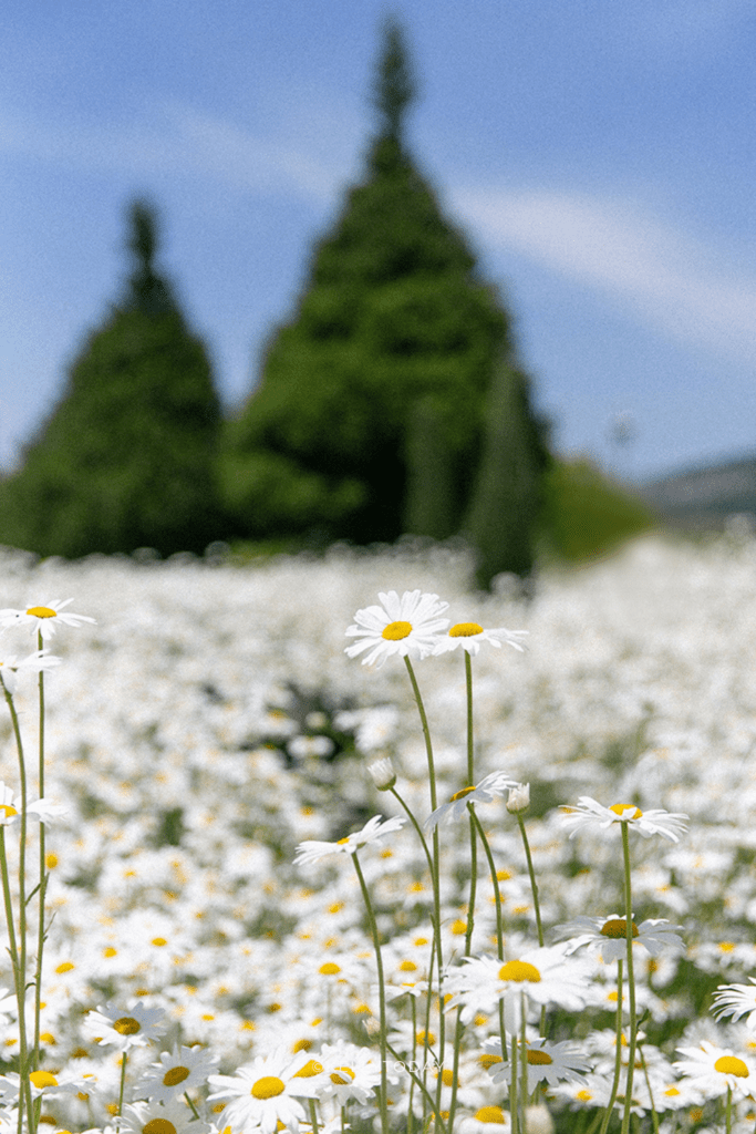 20 Best Things to Do on Ganghwado Island. Ganghwa Island is an easy day trip from Seoul.