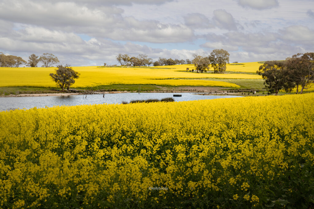 Visiting the Canola Fields in York Western Australia. Take a day trip from Perth to York.