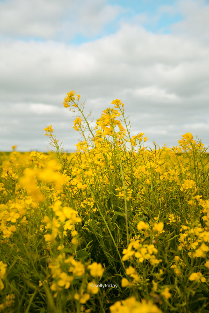 Visiting the Canola Fields in York Western Australia. Take a day trip from Perth to PetTeet Park in York.