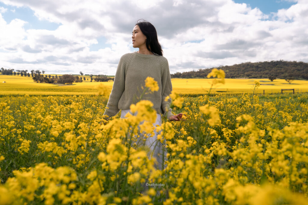 Visiting the Canola Fields in York Western Australia. Take a day trip from Perth to PetTeet Park in York.