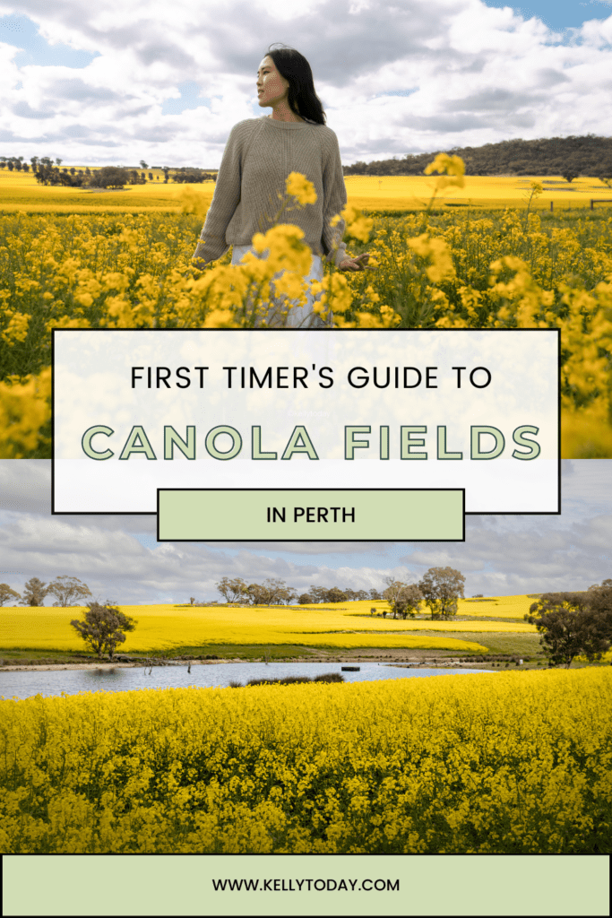 Visiting the Canola Fields in York Western Australia. Take a day trip from Perth to PetTeet Park in York.