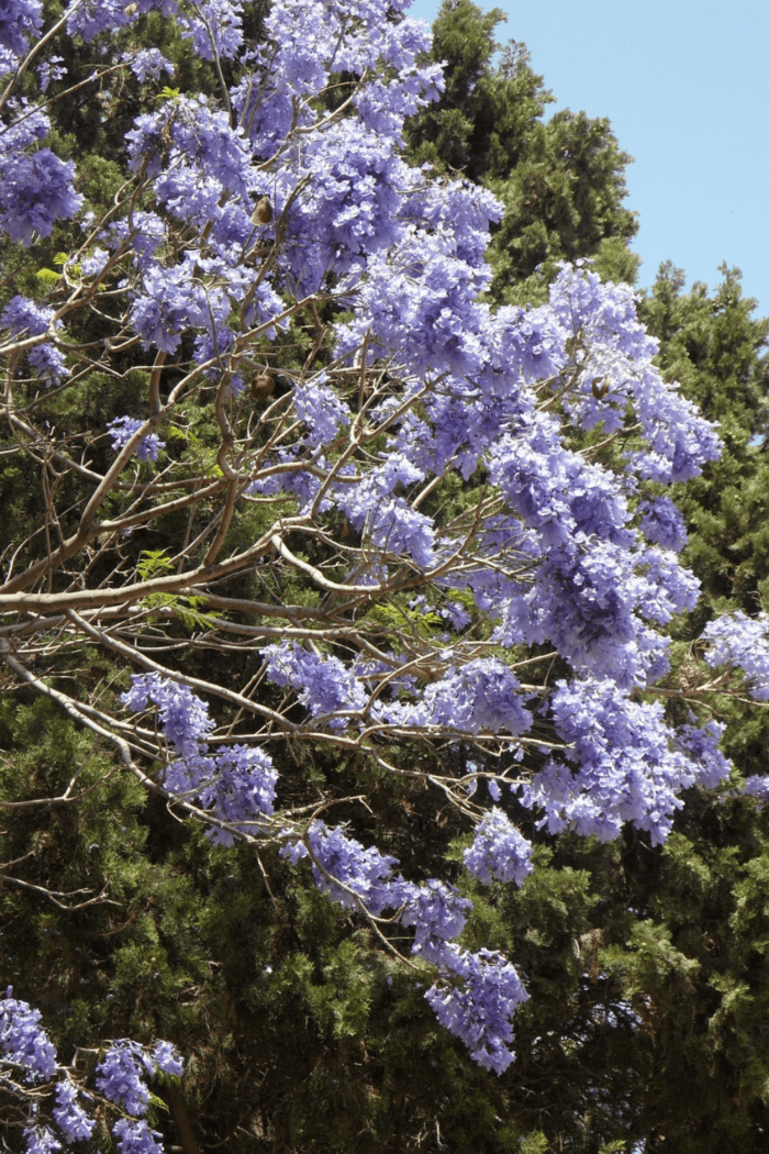 Best Places to See Jacaranda in Perth