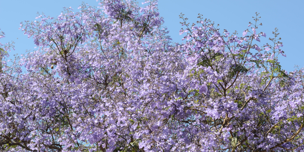 A local's guide to spring in Perth. Top things to do in Spring in Perth.