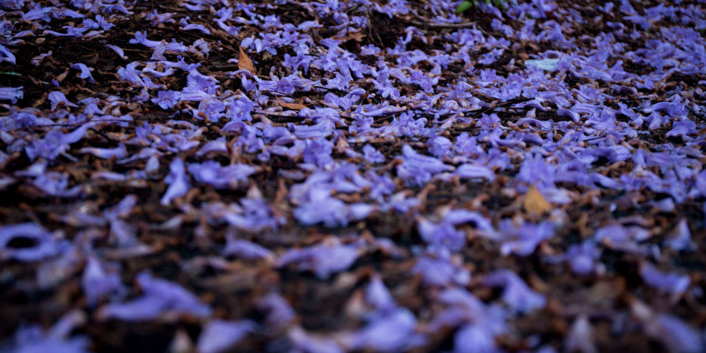 Best places to see jacarandas in Perth, Western Australia.