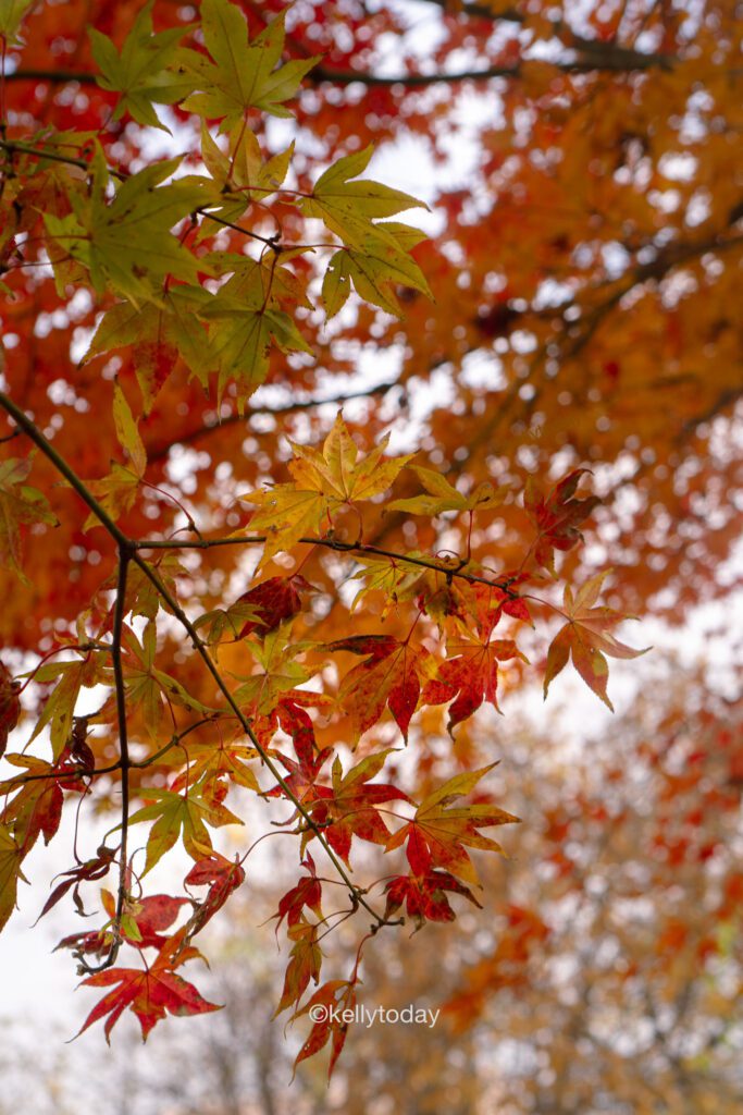 Autumn in South Korea: The Best Fall Foliage Spots in South Korea.