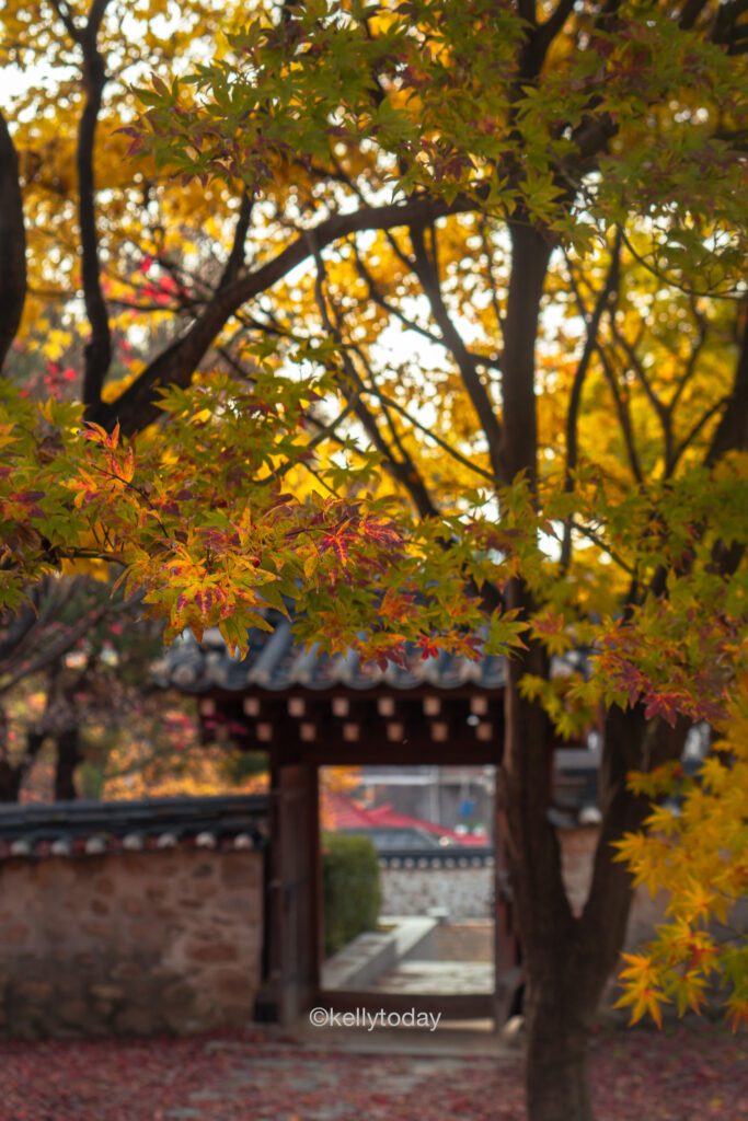 Autumn in South Korea: The Best Fall Foliage Spots in South Korea.