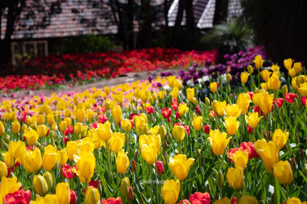 Yates Springtime Tulip Festival in Perth