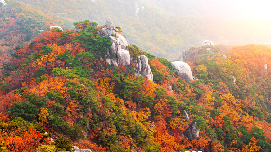 Autumn in South Korea: The Best Fall Foliage Spots in South Korea.