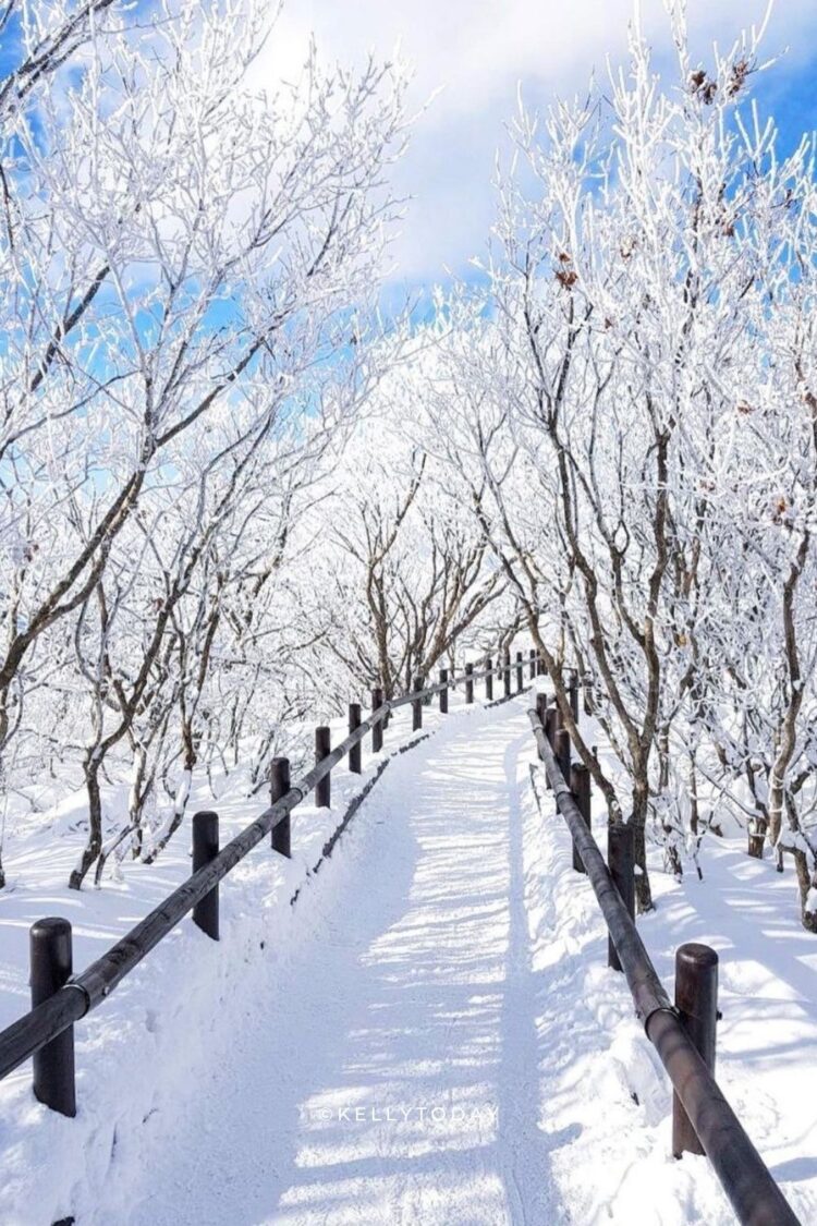 Best Winter Festivals in South Korea