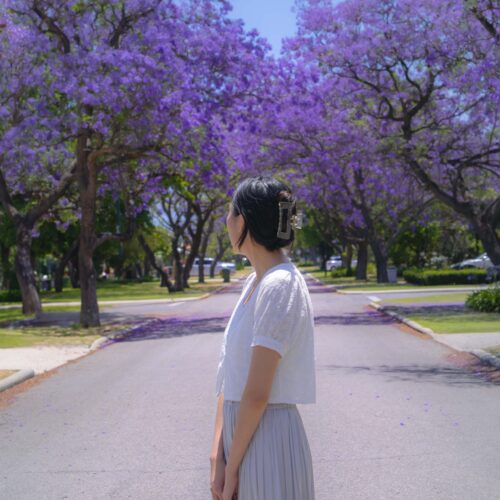 Best places to see jacarandas in Perth, Western Australia.