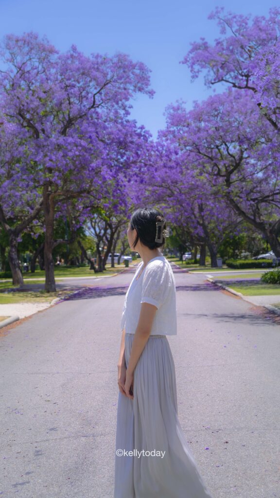 Best places to see jacarandas in Perth, Western Australia.