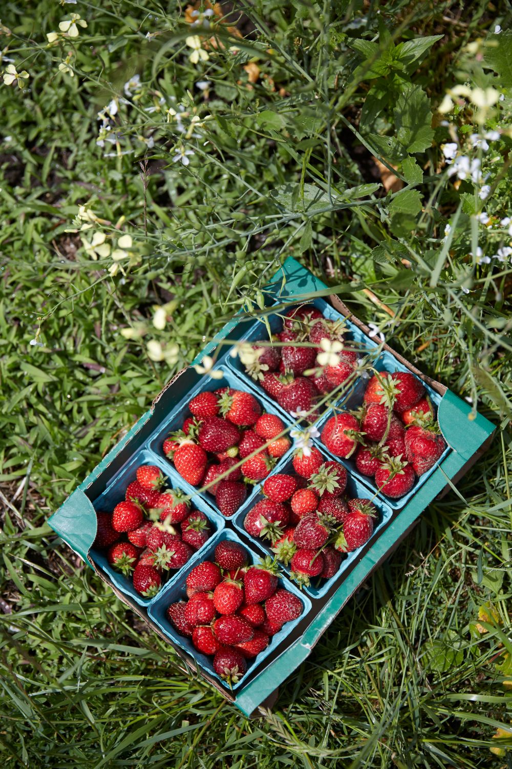 9 Best Places To Go Strawberry Picking in Perth Kelly Today