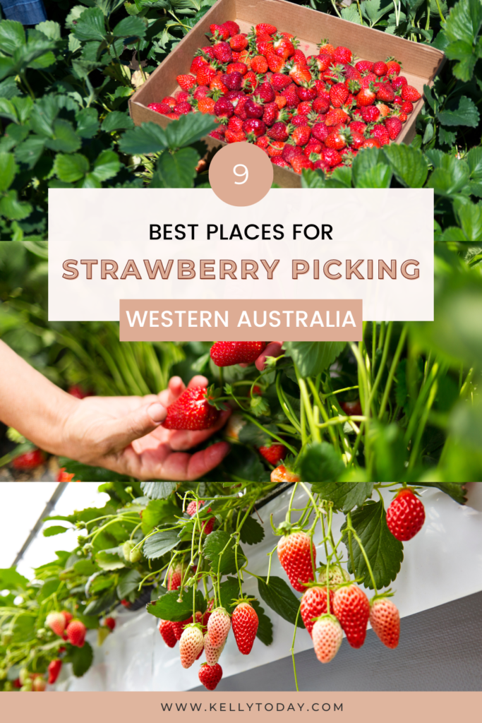 Best Places to Go Strawberry Picking in Perth Western Australia