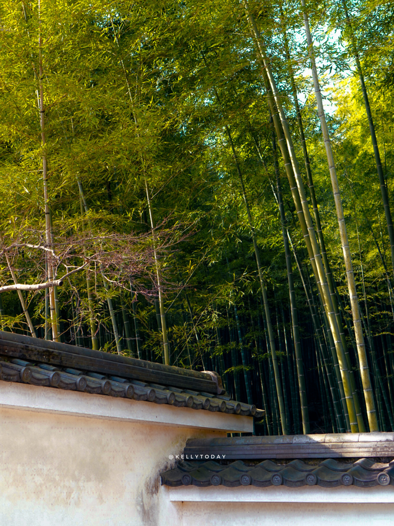 Arashiyama Bamboo Forest - The Ultimate 2 Day Kyoto Itinerary (For Travellers Who Want More Than Fushimi Inari)